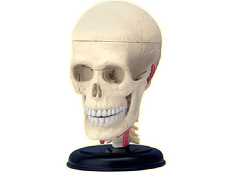 4D Puzzle Human Anatomy Model, Cranial Nerve Skull, 626005, Fame Master, 4D Master Educational Toy, STEM