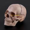 W89C 15 шт./комплект 4D Разборная модель анатомического черепа Съемный Медицинский Обучающий Инструмент