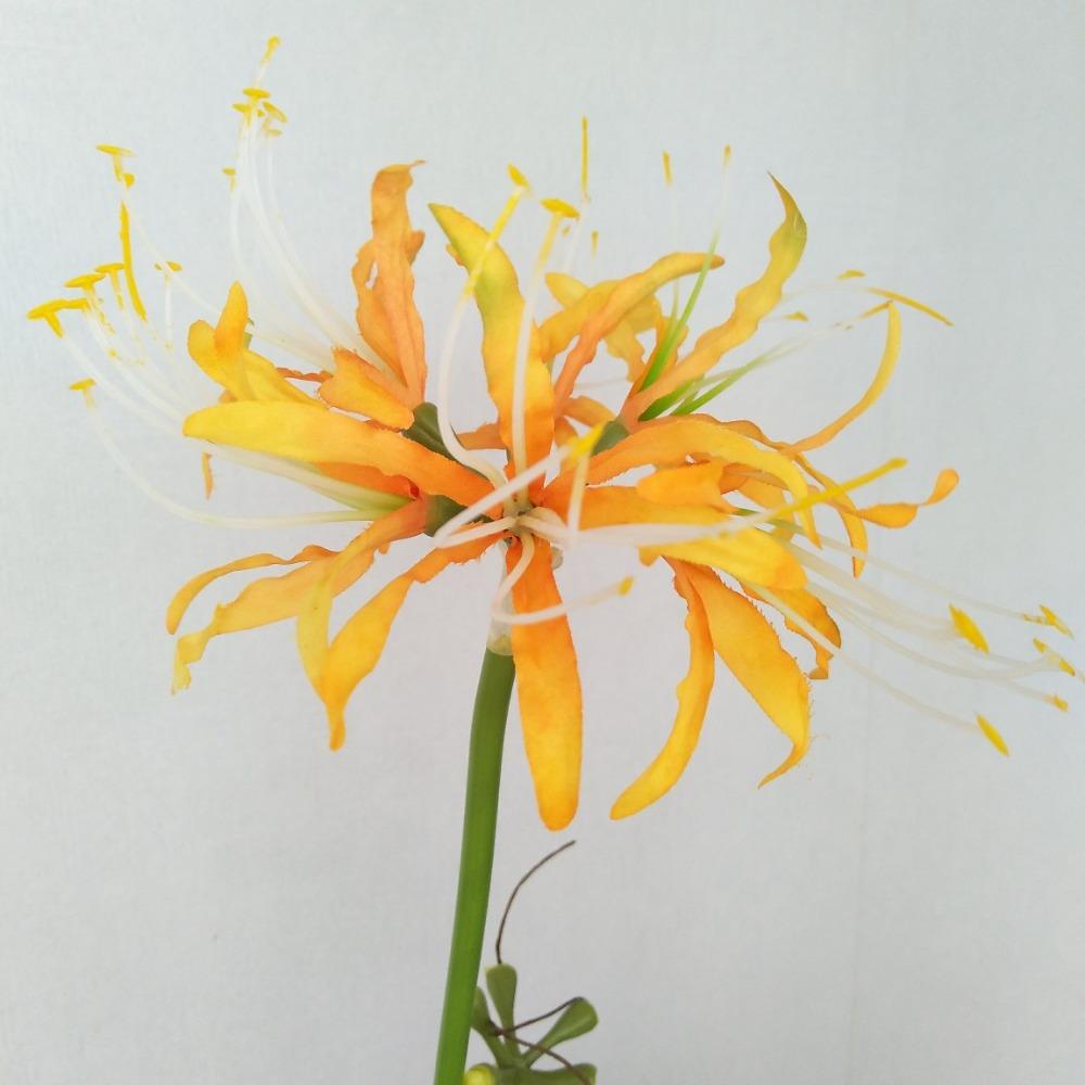 Паучьи лилии, искусственные цветы, шелковый псевдоликорис, букет, имитация Маньчжушахуа, домашний декор