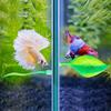 Betta Bed Leaf Hammock For Betta Fish Colorful Silicone Lightweight Realistic Plant Resting Spot Accessories For Fish Tank Decorations