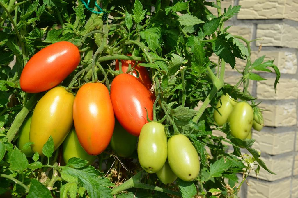 SAFLAX Garden in the Bag - Органический - Помидор - Рома - 15 семян - С субстратом в подходящем пакете - Solanum lycopersicum