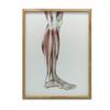 Muscles of the Lower Leg of the Right Lower Limb - Lateral View (Norma Lateralis) - Poster Anatomical Muscles of the Lower Leg - Lateral View (