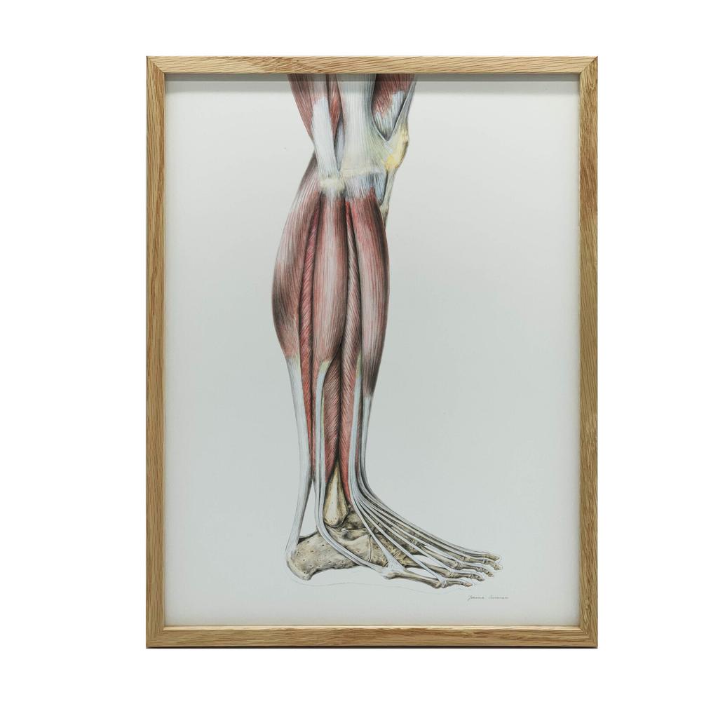 Mięśnie Podudzia Prawiej Kończyny Dolnej - Widok Boczy (Norma Lateralis) - Plakat Anatomiczny Mięśnie Podudzia Prawiej Kończyny Dolnej - Widok Boczy (