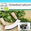 Подарочный набор - Органический - Кориандр - 150 семян - С подарочной коробкой, карточкой, этикеткой и субстратом для горшков - Coriandrum sativum