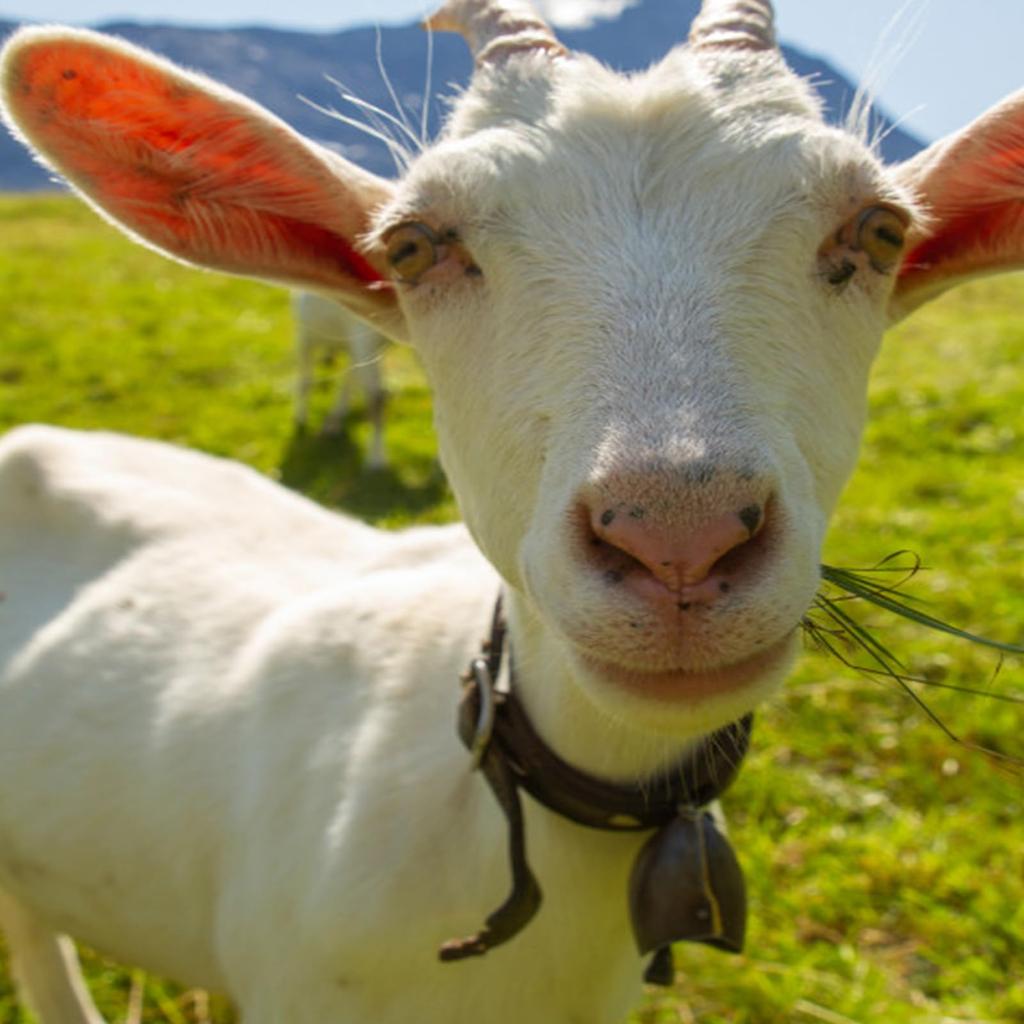 PATIKIL 1.4 X 2.4 X 1.4" Mini Cowbells, Pack of 18, Iron Vintage Style Metal Festive Bells, Animal Design, Anti-Lost, Red Bronze