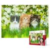 1000 Piece Jigsaw Puzzle - Kittens In a White Flower Field, Popular Korean Puzzle