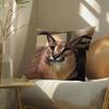 Наволочка для подушки с мемом Floppacat, Двусторонняя печать, Подушка для дивана, Изголовье кровати
