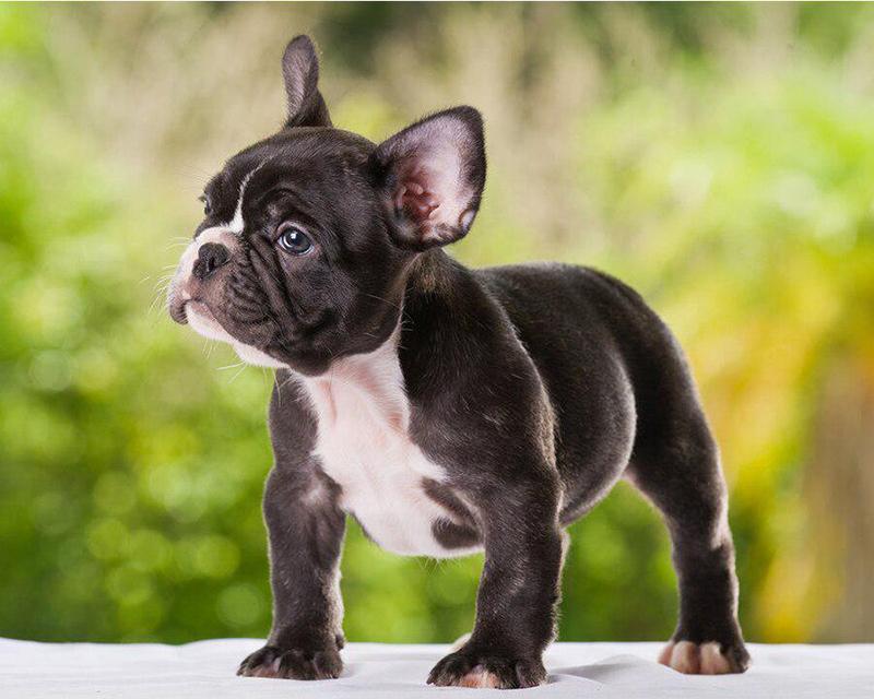 Алмазная картина Проточная вода Деревенский пейзаж Весна 5D Алмазная вышивка Крестиком Собака Животные Фотографии Стразы Мозаика Распродажа Wall Art