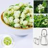 Jasmine Tea Jasmine Flower Jasmine Bud Flower Tea