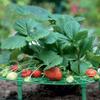 Strawberry Frame Holder, 10Pcs Balcony Garden Fruit Stand Gardening Strawberry Plant Frame Keeps Fruit Clean