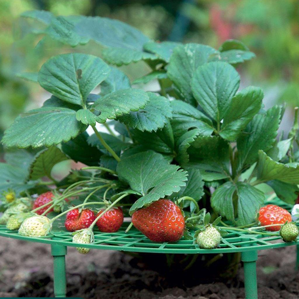 Strawberry Frame Holder, 10Pcs Balcony Garden Fruit Stand Gardening Strawberry Plant Frame Keeps Fruit Clean