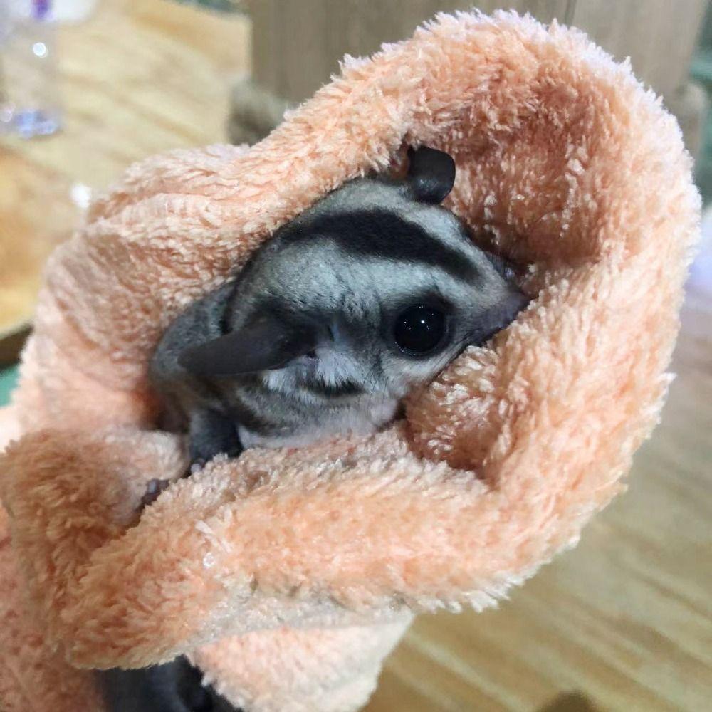 Перчатки против укусов Варежка для налаживания связи с сахарным поссумом Отлично подходит для налаживания связи и сна для улучшения ваших отношений с вашим питомцем