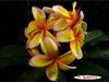 5 PLUMERIA SEEDS -FRANGIPANI - Pomelia Variety "Imperial Crown" -FRESH SEEDS