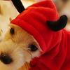 Casual Dog Sweatshirt Winter Autumn Puppy Coat Halloween Pet Clothes  Halloween Carnival