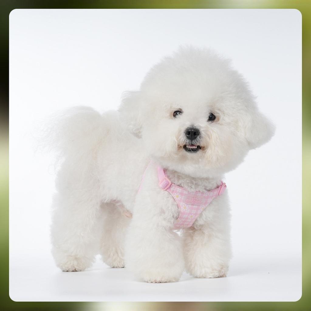 И Ко. Просто Собака Без Рывков - Размер Маленький - Жилет для Предотвращения Рывков и Легкой Прогулки - Удобное Средство для Обучения Поводку с