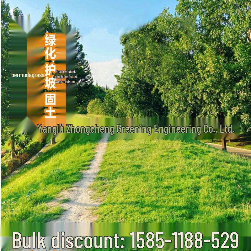 Bermuda Grass Seed: Year-Round Green, No Mowing, Wear-Resistant, for Erosion Control and Turf Stabilization.