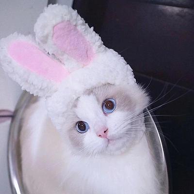 Аксессуары для кошек Капюшон Милый костюм кролика Шляпа Головной убор для кошки Реквизит для шоу Забавная шляпа для питомца Кроличьи уши