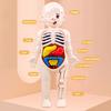 Human Body Anatomy Model Kit, 11 Organ Cards DIY Educational Toy for Students