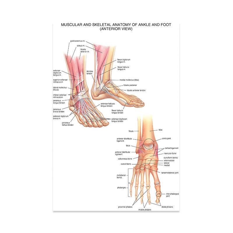 Плакат «Анатомическая мышечная система», схема анатомии человеческого тела, медицинский образовательный холст для школьного декора