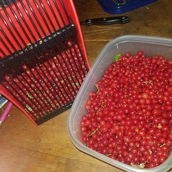 Ручка, лопаточка для черники, сейф с ручкой, прочная конструкция, сбор фруктов, износостойкий сборщик черники для сада