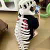 Realistic Dinosaur Skeleton Costume Set Adult Dinosaur Skull Headpiece And Spine Attachment 3D Halloween Cosplay Outfit