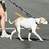 Имитация поводка для питомца, средний, длина 1,5 м, ширина 5 мм, для выгула собаки
