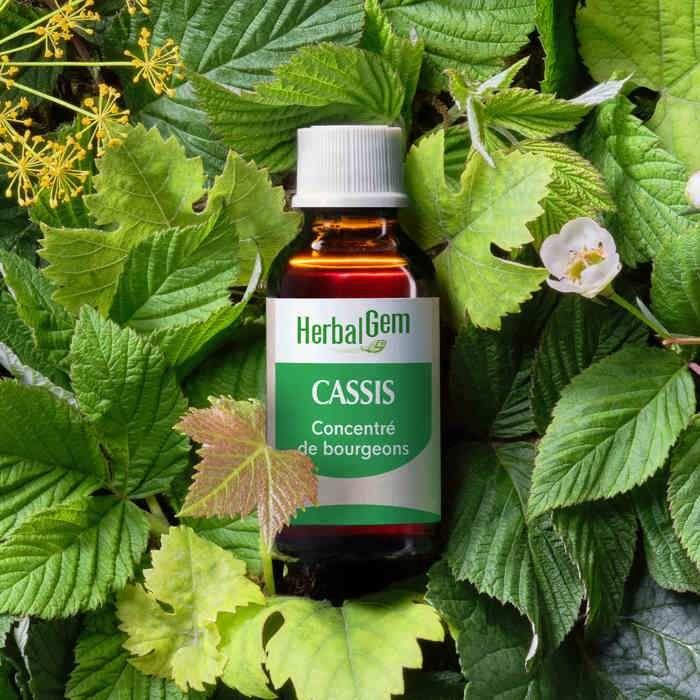 Herbalgem Macérat Concentré Cassis Bio 30ml