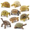 Simulation Amphibian Reptile Model Tortoise Tortoise Star Tortoise Static Decoration Cognitive Ornament Toy