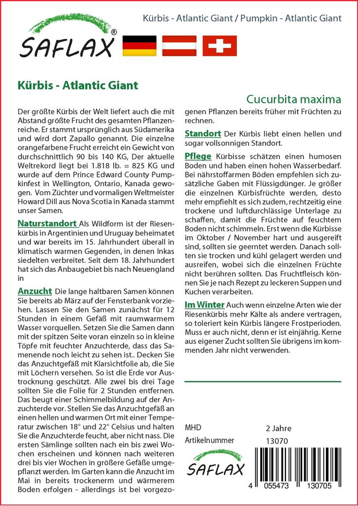 SAFLAX Тыква - Атлантический Гигант - 7 семян - Cucurbita maxima
