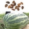 Семена гигантских арбузов, семена вкусных китайских фруктов, семена арбуза