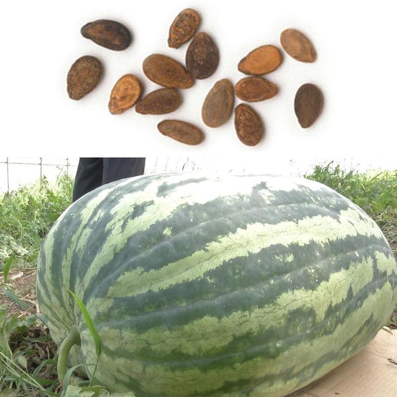 Семена гигантских арбузов, семена вкусных китайских фруктов, семена арбуза