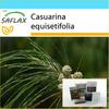 Подарочный набор - Дерево хвоща - 200 семян - С подарочной коробкой, карточкой, этикеткой и субстратом для горшков - Casuarina equisetifolia
