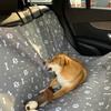 Автомобильный коврик Кот Собака Заднее сиденье автомобиля Коврик в багажник Один Нескользящий Водонепроницаемый Коврик Противомоча Противогрязевой Противоизнос кожаных сидений Товары для домашних животных