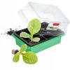 Mini Greenhouse Mini Greenhouse Greenhouse 12 Cells Seeding Tray