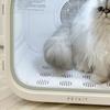 Mini Cat Dryer Machine Household Pet Grooming Drying Cabinet Profession Blower Box for Cat Animal Bathing Dry Room Products
