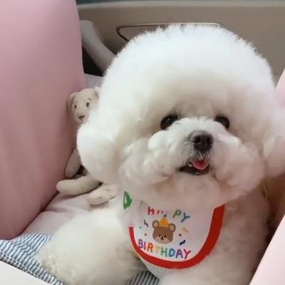 Корейский милый медведь день рождения вышивка собачий слюнявчик, слюнявчик для питомца слюнополотенце чем медведь плюшевый померанский шпиц шарф