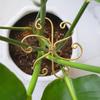 1/3/6Pcs Plant Stem Support Holder Heavy Duty Indoor Outdoor Monstera Plant Support Rack Growing Climbing Plants Fixing Stabilization Clamp