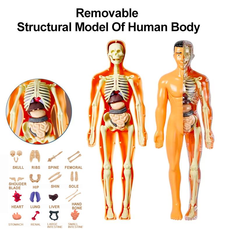 Assembly Human Skeleton Organ Model Toys Children's Science Education Cognitive Skeleton Structure Puzzle Assembly Toys for Kids