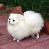 Pomeranian Dog Simulation Plush Toys Lifelike Dogs Stuffed Animal Dolls Toys for Children Birthday Christmas Gift