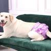 Puppy Diaper Breathable Health Care Menstruation Pants Dog Briefs Pet Physiological Pants For Female Dogs