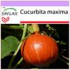 Тыква - Японская Хоккайдо - 10 семян - Cucurbita maxima