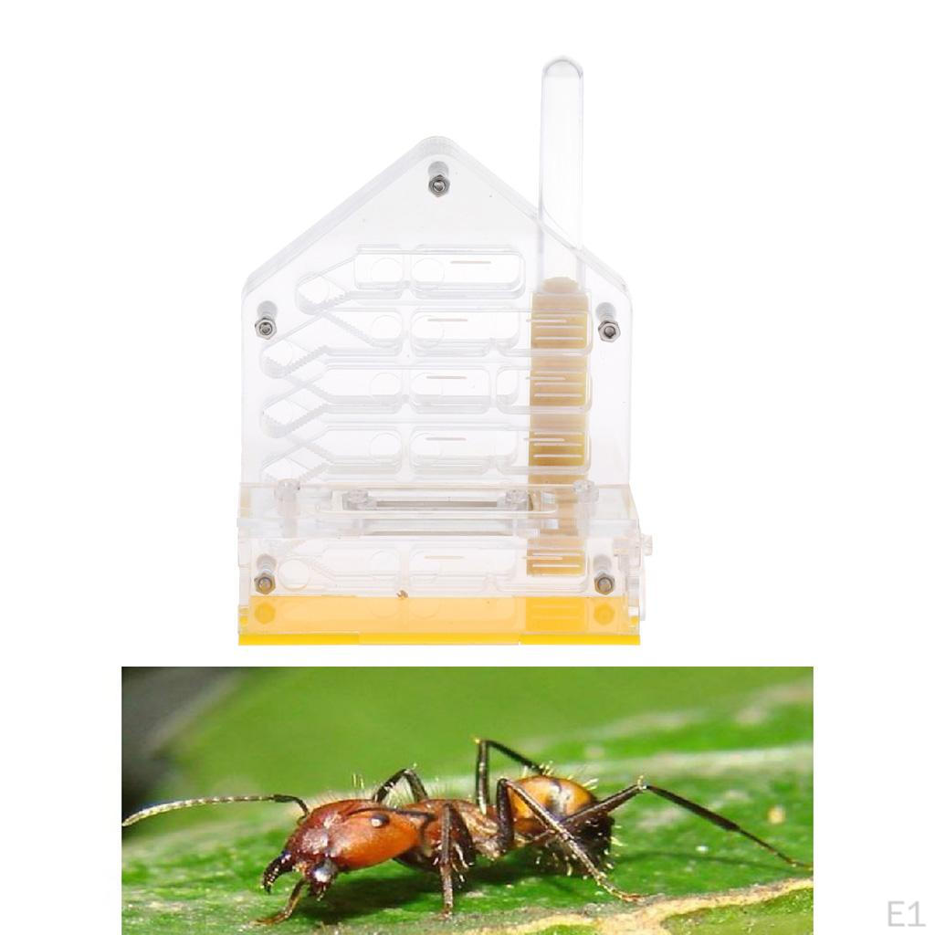 Кормовая ферма из формикариума 10х6х12см