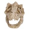 Reptile Dinosaur Skull Statue Ornament Hide Cave Shelter House For Aquarium Fish Tank Landscape Decor