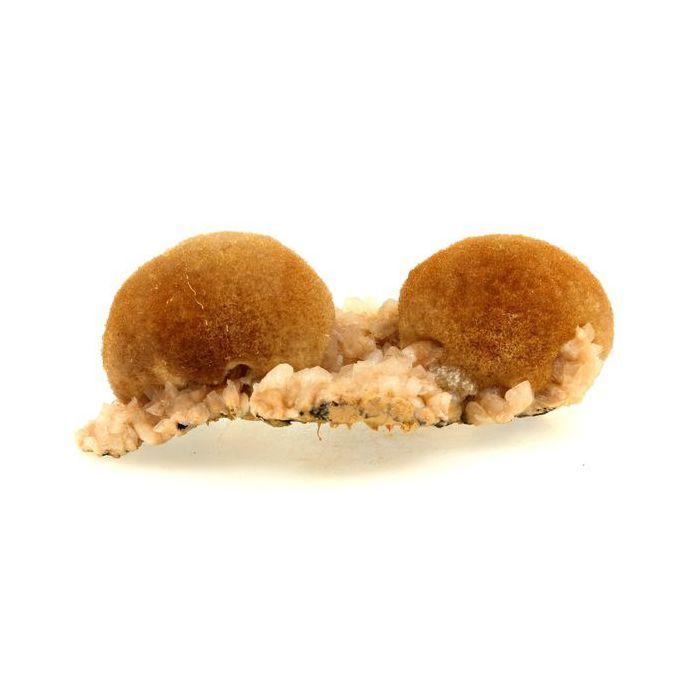 Thomsonite 182.0 carats