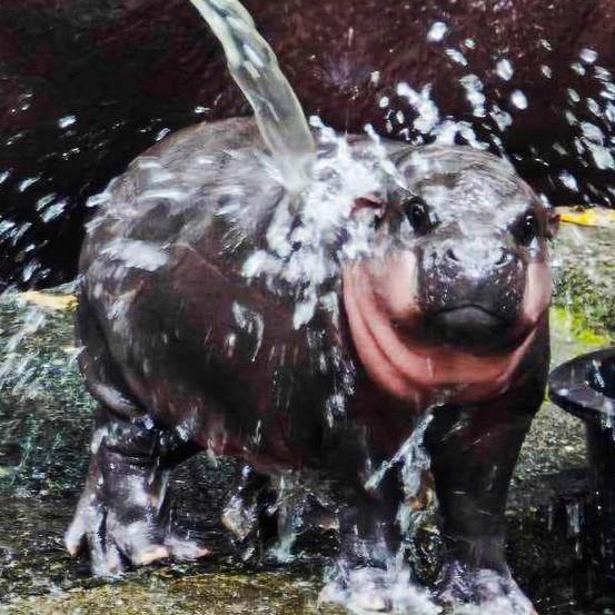 Moo Deng Tiny Baby Hippo Star Thailand Cute Pygmy Hippo Unisex Men Women Kid T-Shirt Print Short Sleeve Round Neck