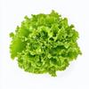 250 Batavia Lettuce Seeds - SemiWild Permaculture