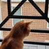 Durable Cat Window Sill Fence Plastic Pet Anti-Fall Mesh Pet Balcony Protective Net  Window