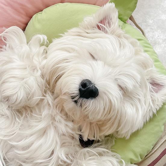 Подушка для сна для домашних животных, съемная, легко чистящаяся, поддержка шейного отдела позвоночника, U-образная подушка для кошек и собак, товары для домашних животных