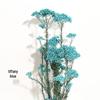 Zan Hua Village Yunnan Everlasting Rice Flower DIY Arrangement & Home Decor Props