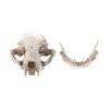 Funny Halloween Cat Skull Model Resin Artificial Skull Head Cat Skull Statue  Haunted House